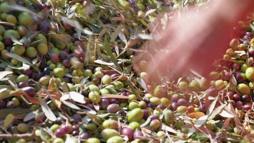 Making the harvest of Olive oil in Calabria