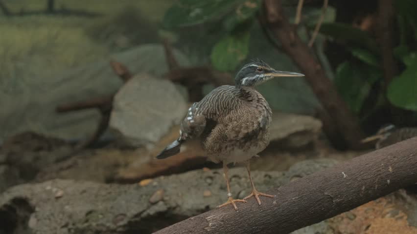 Sun bittern shakes while perched