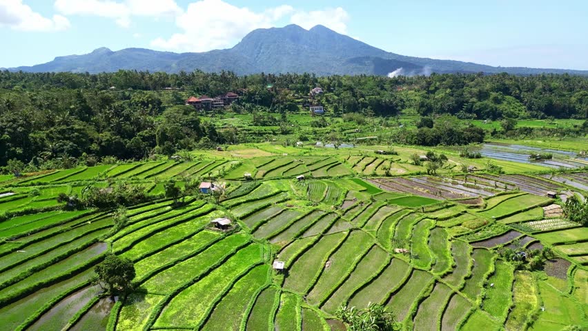 Aerial view of Sidemen Bali rice fields near Ubud. Rice paddy terraces in Indonesia, balinese rural scene. Drone Bali 4k.  Indonesia tourism travel destination. 