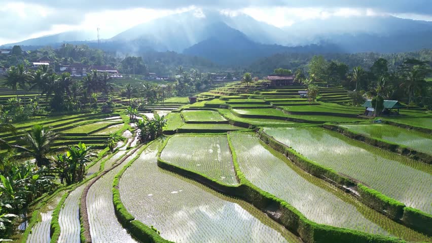 Aerial view of Jatiluwih Bali rice fields near Ubud. Rice paddy terraces in Indonesia, balinese rural scene. Drone Bali 4k.  Indonesia tourism travel destination. 