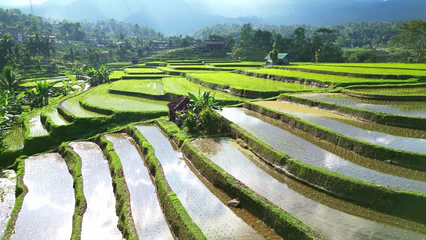 Aerial view of Jatiluwih Bali rice fields near Ubud. Rice paddy terraces in Indonesia, balinese rural scene. Drone Bali 4k.  Indonesia tourism travel destination. 
