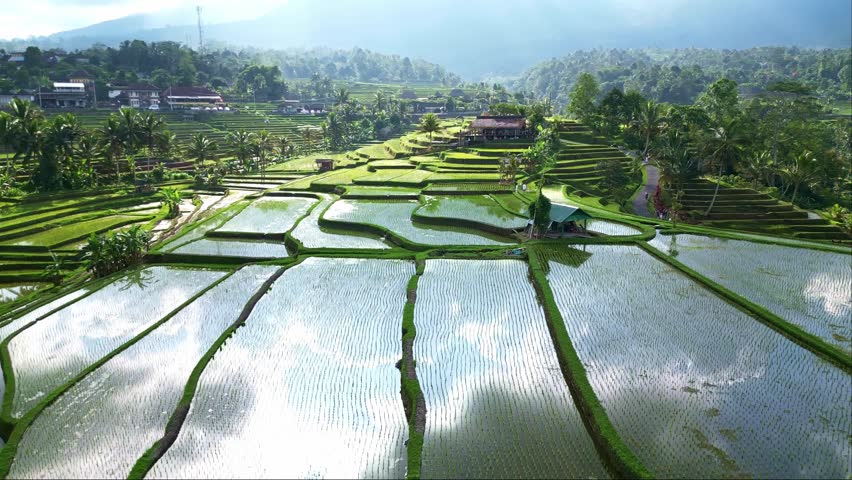 Aerial view of Jatiluwih Bali rice fields near Ubud. Rice paddy terraces in Indonesia, balinese rural scene. Drone Bali 4k.  Indonesia tourism travel destination. 