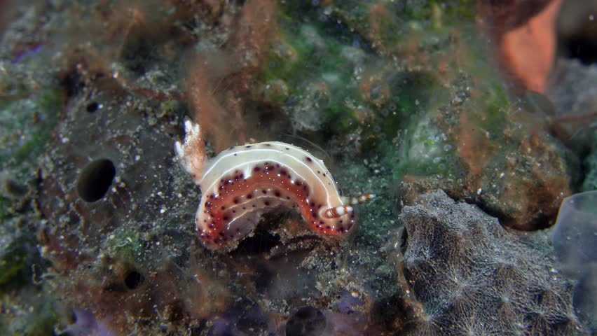 Nudibranch on a sea sponge. Krakatoa Hypselodoris (Hypselodoris krakatoa) ID: yellowish brown with patches of burnt orange, rows of dark lines with small bright white spots, white-tipped rhinophores.
