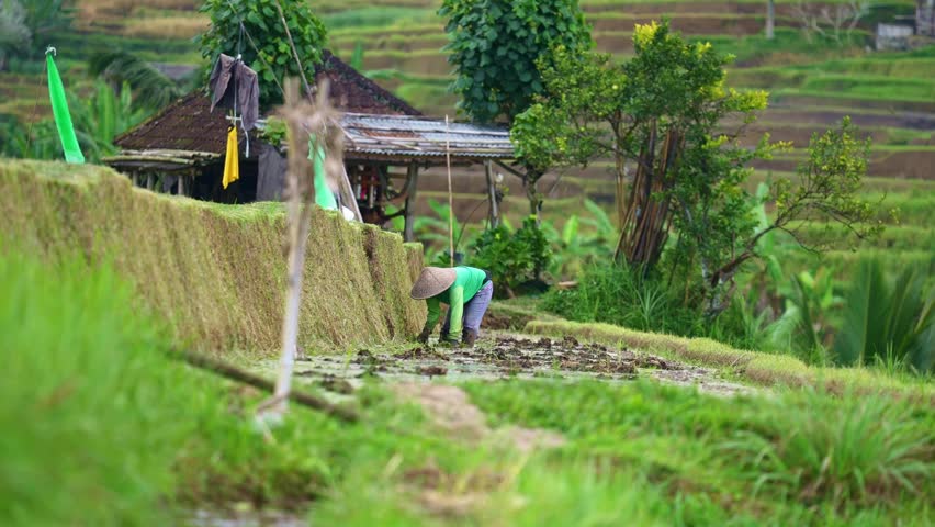 Balinese farmer in rice terrace in Tegallalang, Ubud on Bali. balinese rural scene, Indonesia agriculture. 