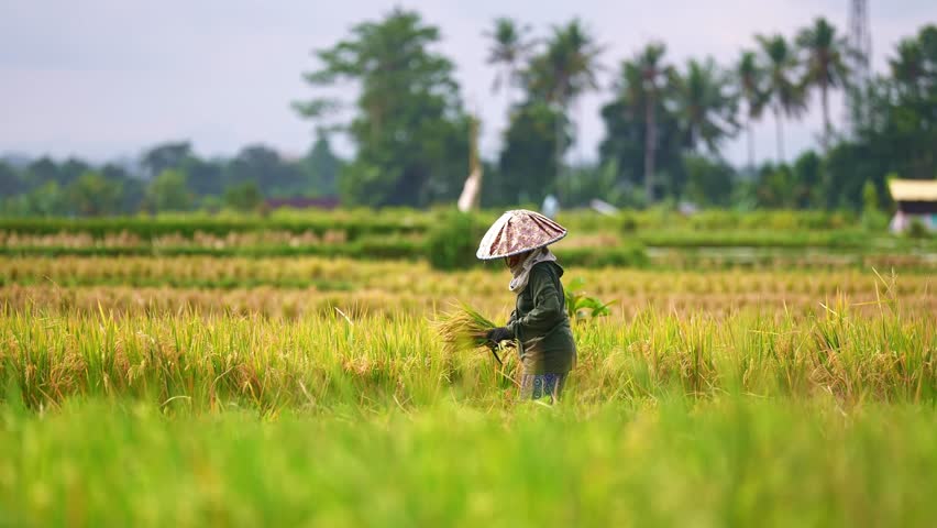 Indonesian farmers in Indonesia harvesting rice in fields during harvest season in Ubud, Bali. Balinese workers. 