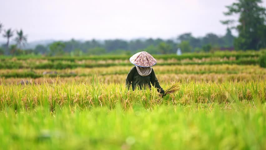 Indonesian farmers in Indonesia harvesting rice in fields during harvest season in Ubud, Bali. Balinese workers. 