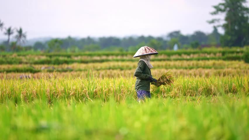 Indonesian farmers in Indonesia harvesting rice in fields during harvest season in Ubud, Bali. Balinese workers. 