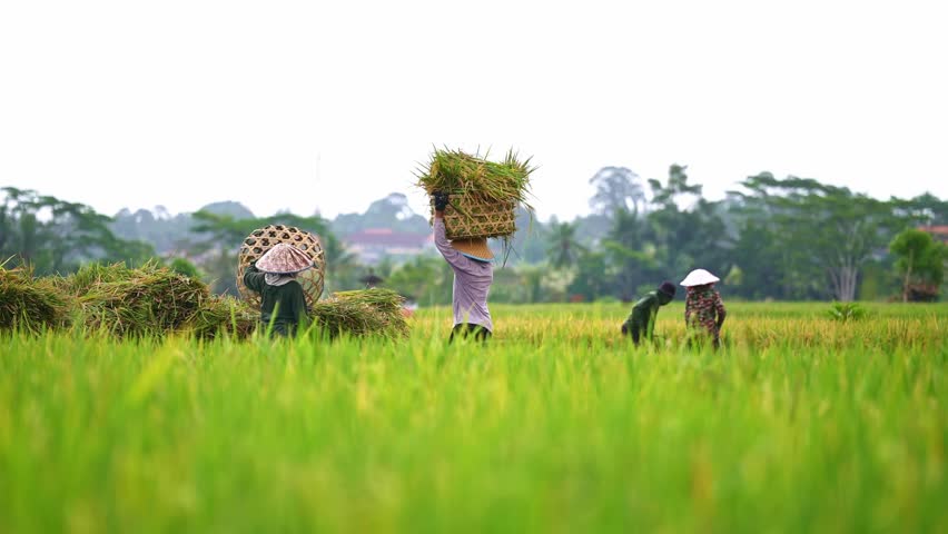 Indonesian farmers working in rice field during harvest season near Ubud, Bali. Balinese workers in Indonesia. 