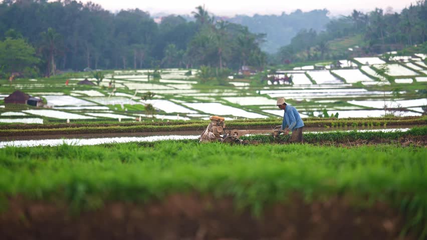 Balinese farmer plough a rice field near Ubud Bali. Rice paddy fields in Indonesia, balinese rural scene. Indonesia tourism destination. 