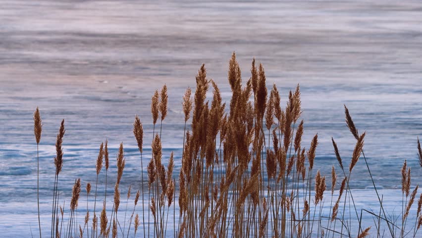 North-eastern European river after frosty winter. Ice began to melt, state of ice week before the ice break (ice-boom). Aurora, sunset colors on spring evening, Reed panicles are glowing