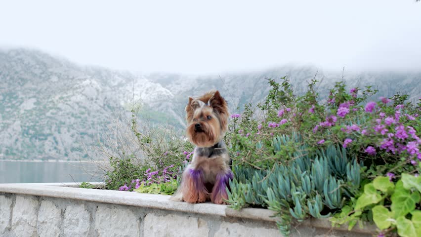 A Yorkshire Terrier sits next to a stone wall, surrounded by vibrant flowers with a mountain and lake in the background. The dog appears curious and alert.
