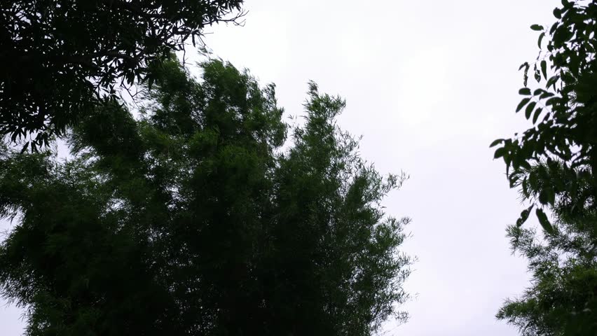 Tree blowing in the wind