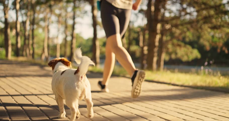 Up close cheerful playful little white dog runs near his owner during jogging along alley in park in morning