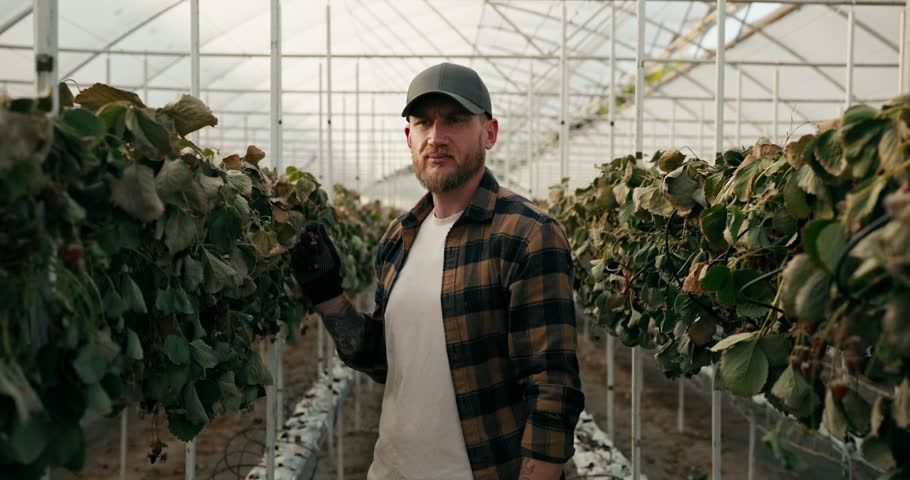 Portrait of a sad male farmer with a beard who is disappointed in the harvest of dried and wilted strawberry bushes in a greenhouse on the farm