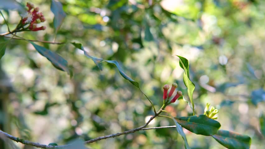 Cloves on the tree are still unripe