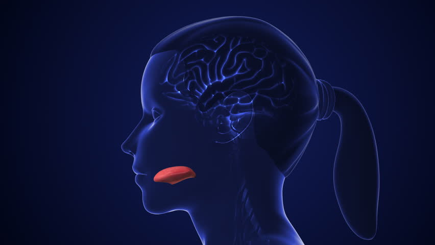 Gustatory Neural Network for Taste Detection