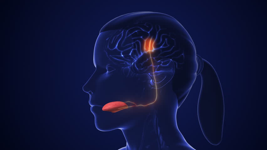 Gustatory Neural Network for Taste Detection