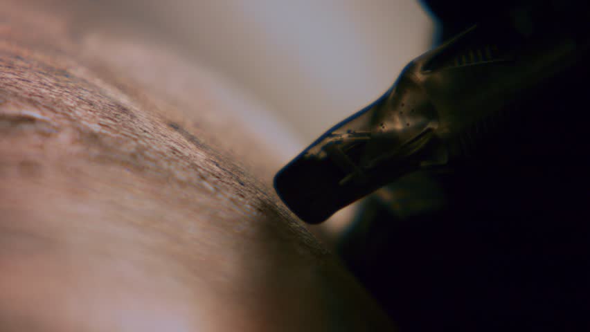 Close up tattoo artist demonstrates the process of getting black tattoo with paint on back of a client