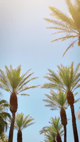 Camera looks up as it moves past rows a palm trees in Palm Springs California.