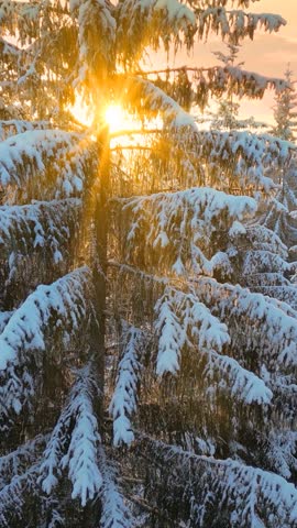 Drone footage of the forest in winter time at sunset, landscape snow covered trees nature - beautiful Europe aerial pine forest mountain, season travel white frozen nature idyllic