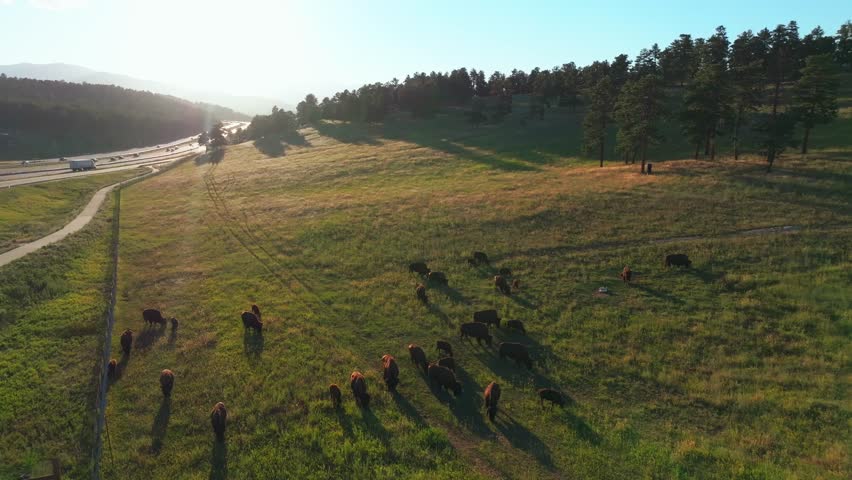 Buffalo Bison herd mountain layers sunset i70 Colorado Evergreen Golden Genesse Park aerial drone Denver Mountain Parks traffic cars interstate highway bridge blue sky Indian Peaks forward pan down