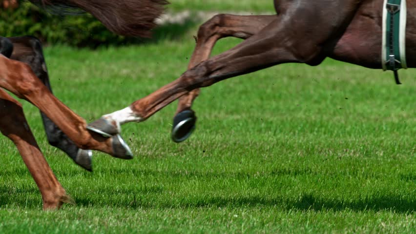 Super Slow Motion Shot of Running Horses at 1000fps , Filmed on High Speed Cinematic Camera