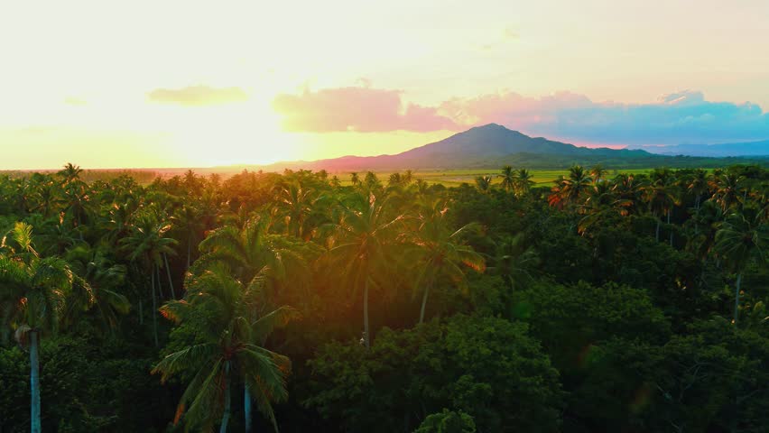 Dominican Republic green palm forest nature against tropical sunset. Top down view of lush jungle vegetation. Palm trees in exotic tropical forest. Wild tropical plants nature concept.