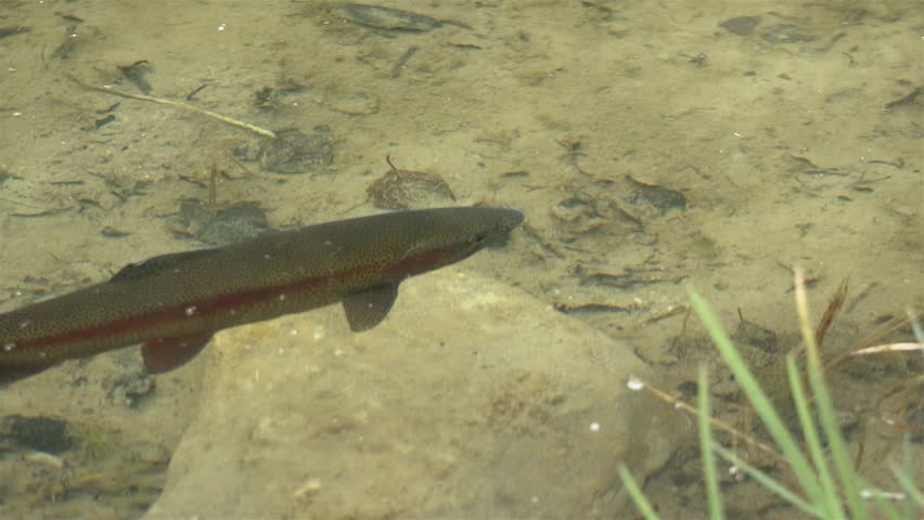 Rainbow trout Oncorhynchus mykiss fish swimming in clear water of mountain lake