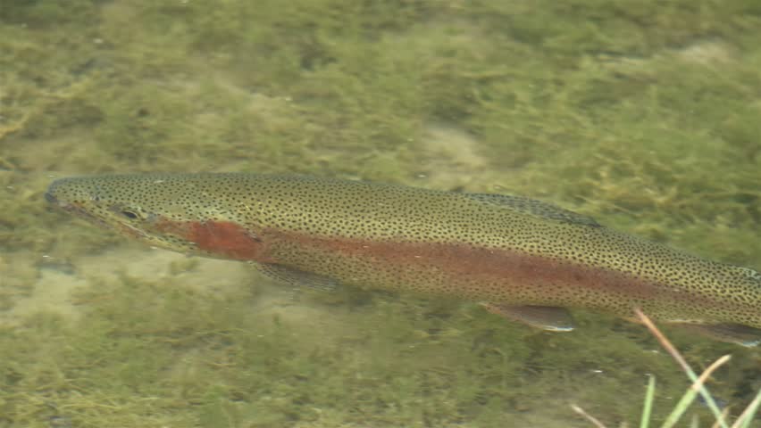 Rainbow trout fish swims in a mountain lake Oncorhynchus mykiss