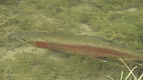 Rainbow trout fish swims in a mountain lake Oncorhynchus mykiss - Powered by Shutterstock - Get 15% off with code: PIKWIZARD15