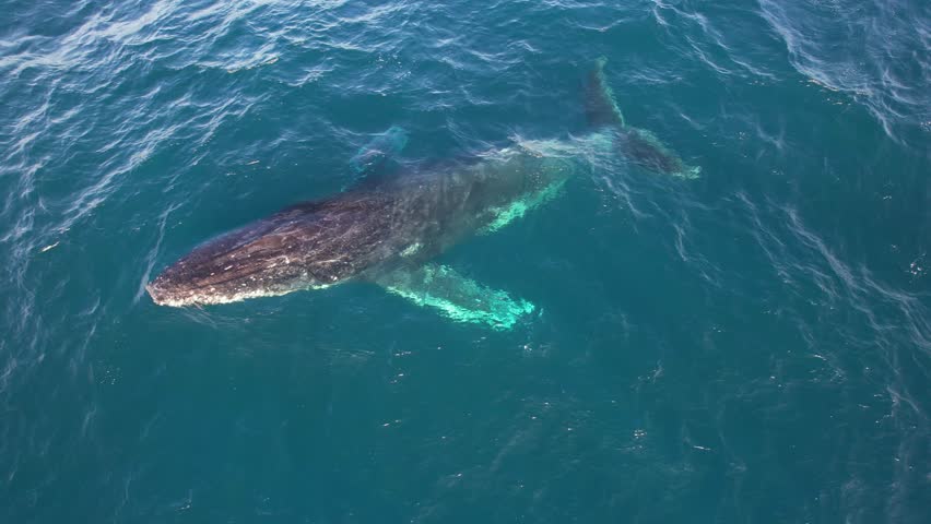 Humpback Whale Spouting In Water. Baleen Whale Behaviour. New South Wales, Australia. aerial shot