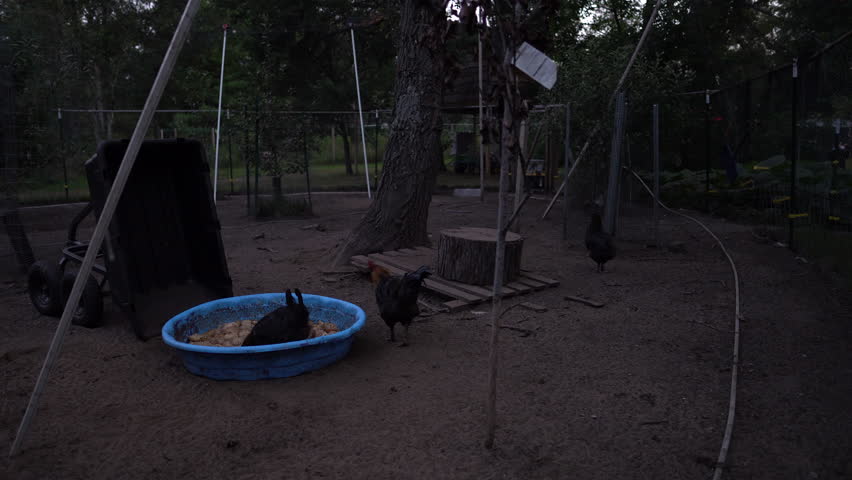 Last few chickens feeding and leave outdoor enclosure returning to henhouse before nightfall. outdoor enclosure is connected with coop by tunnel made of chicken wire