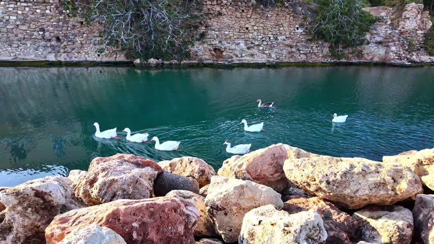 Ducks and geese swimming in a peaceful lake near rocky shore and ancient stone wall