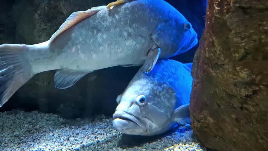 The dusky grouper, yellowbelly rock cod, or yellowbelly grouper, is a species of marine ray-finned fish found in the Mediterranean Sea