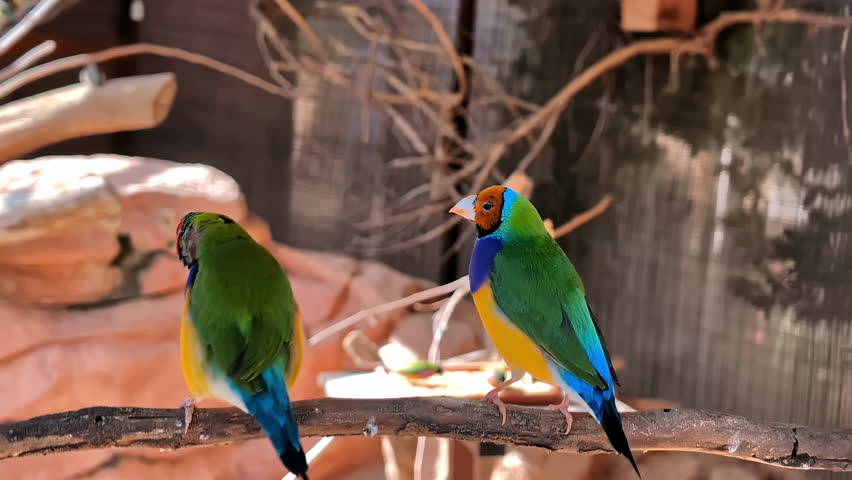 Two colorful Gouldian finches perched on a branch inside an aviary on a sunny day