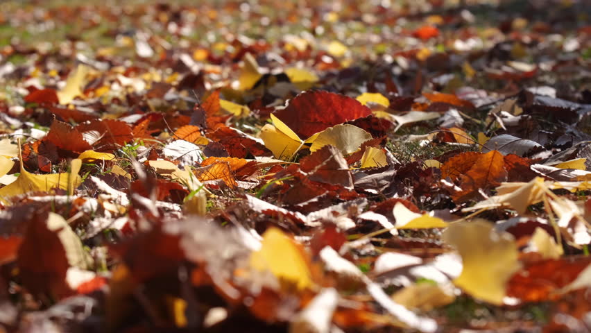 Close up wind sweeping fallen leaves on the meadow.