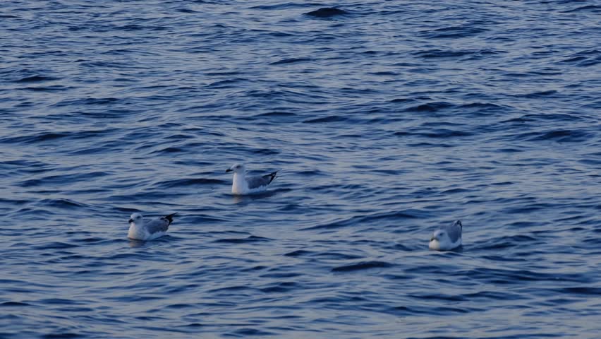 Seagulls swimming and flying over the sea