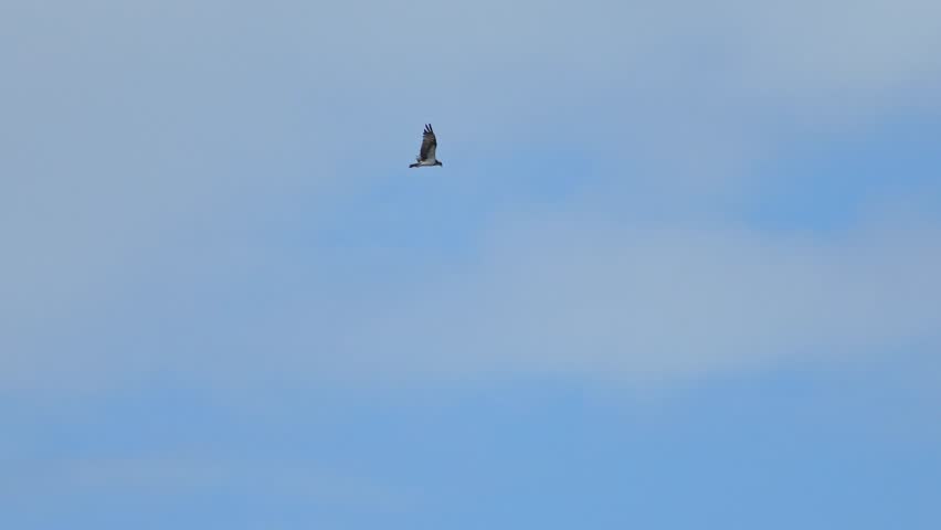 osprey is hunting a fish