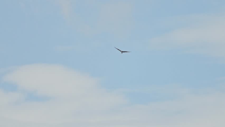osprey is hunting a fish