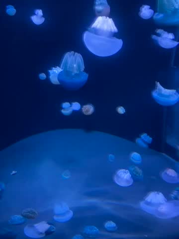 tiny jellyfish at the baltimore aquarium