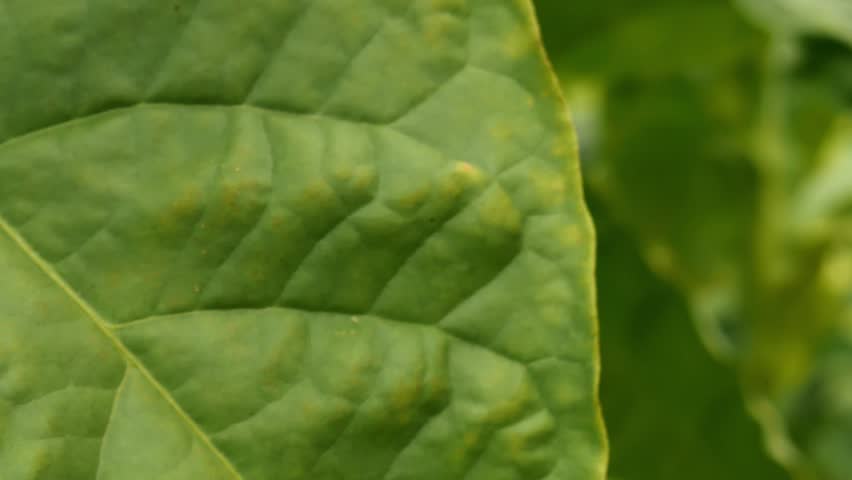 Green Tobacco Leaves in tobacco field, closeup. Tobacco plantation with lush green leaves. Super macro close-up of fresh tobacco leaves. Soft selective focus.