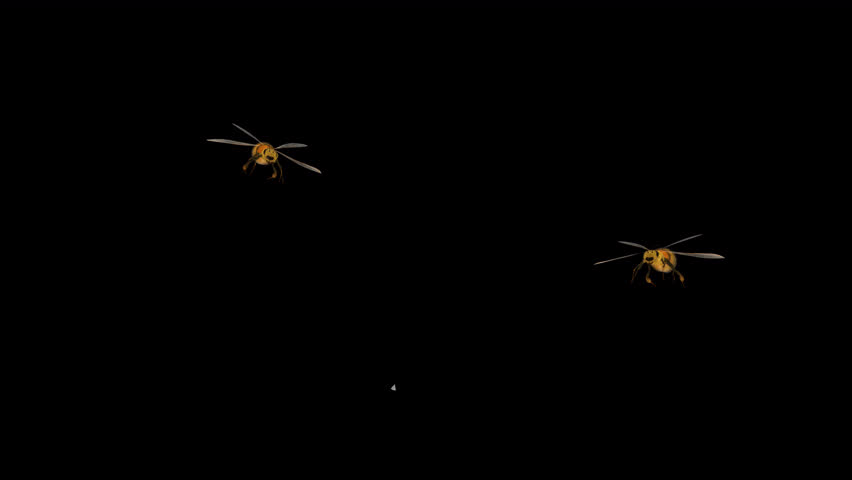 Two Honey Bees - Scary Flying Around Screen Loop - Close Up View - Alpha Channel - Realistic naturalistic 3D animation isolated on transparent background