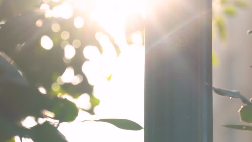 real shot of warm sunlight filtering through leaves in the morning