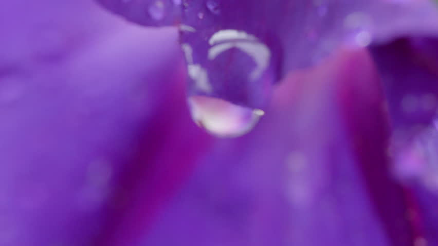 Water drop on purple flower after the rain.