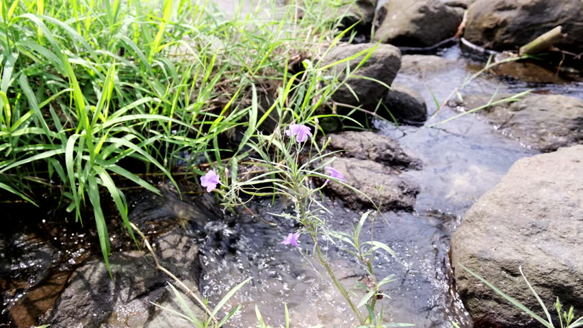 Scenery of a stream with cute flowers blooming