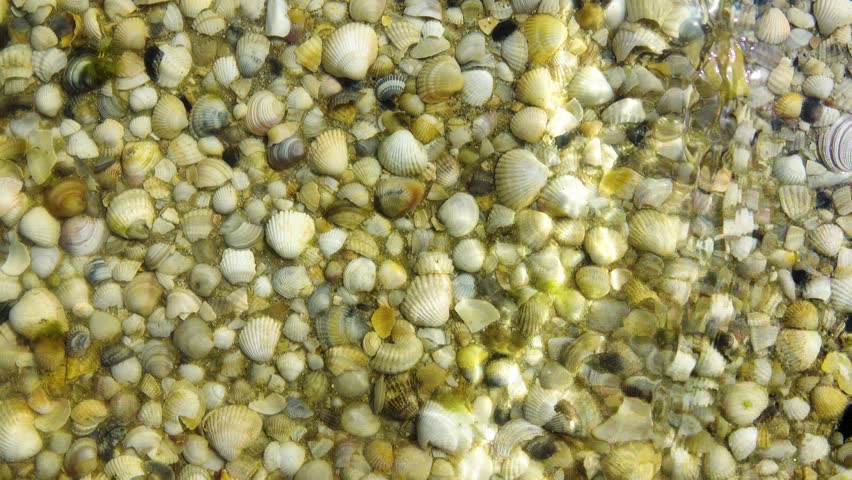Shallow water on the Black Sea lagoon. Cardium and Venus on the sandy-shell bottom