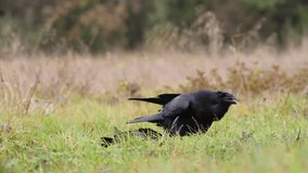 Bird two Common Raven Corvus corax, dark style big black scary bird walking on a meadow, Helloween	
 - Powered by Shutterstock - Get 15% off with code: PIKWIZARD15