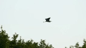 A heron flying above trees with a clear sky background, captured during a serene evening flight over a natural landscape - Powered by Shutterstock - Get 15% off with code: PIKWIZARD15