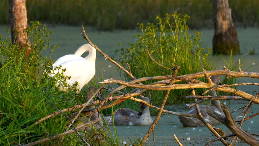 Swans and cygnets among reeds and branches in a marshy area at sunset, showcasing a peaceful natural habitat.