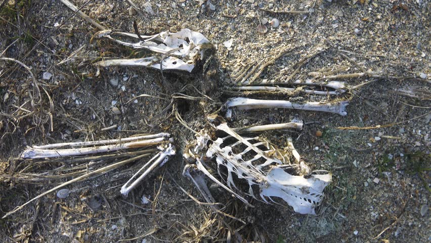 Mors. Natural reliquary with the remains. A seagull in the form of a skeleton